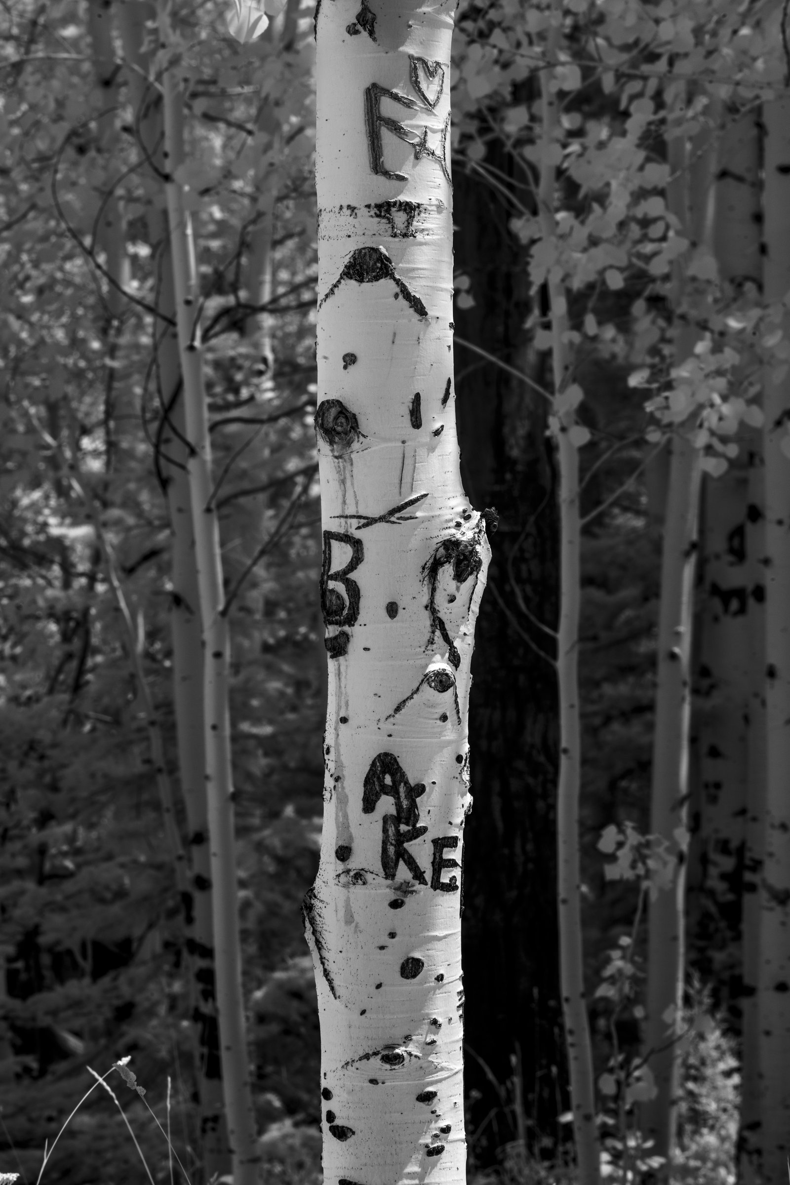 Colorado Aspen Trunk IR